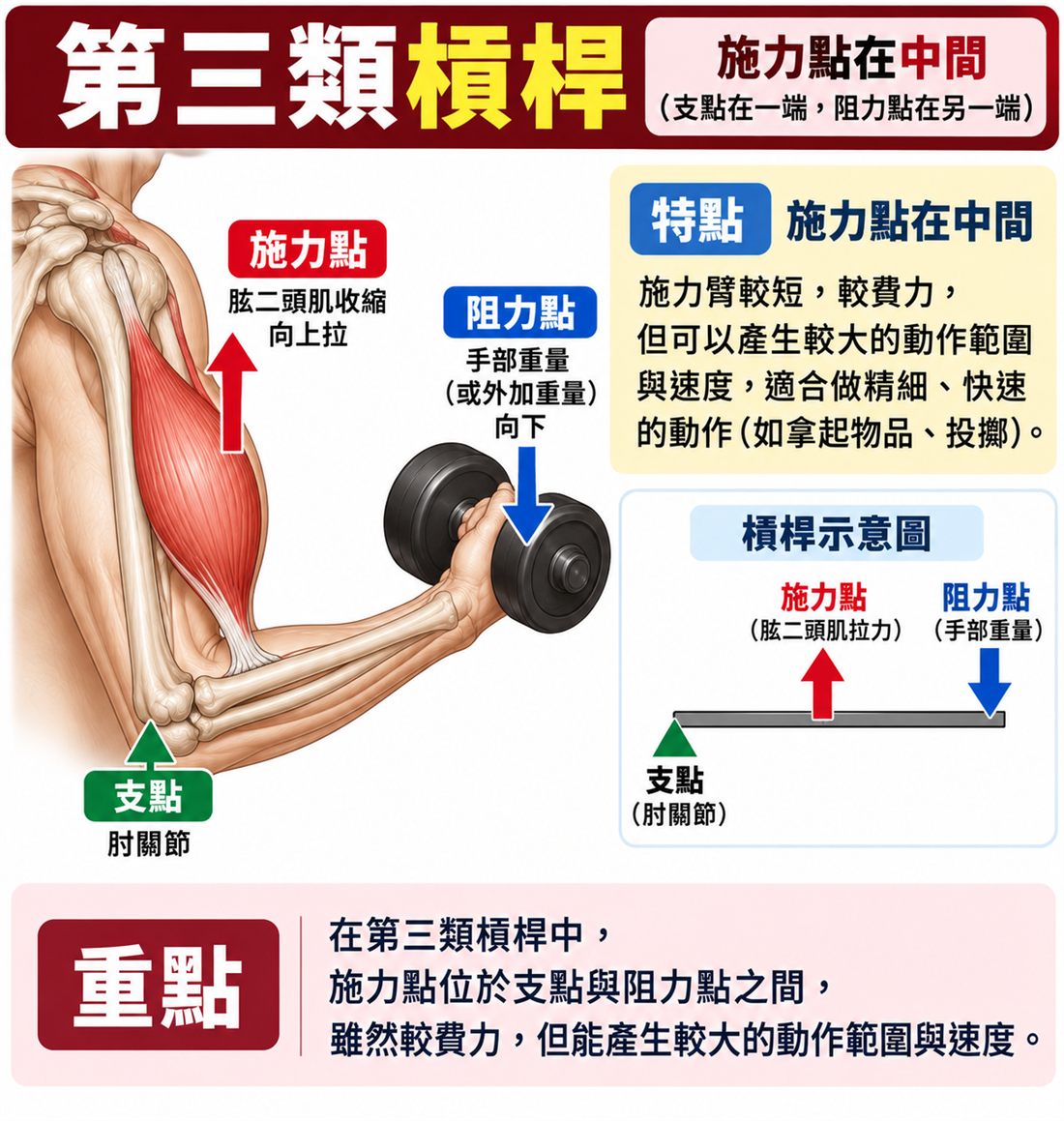 第三類槓桿：二頭彎舉
