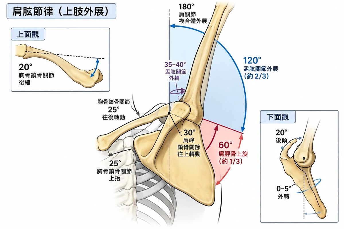 肩肱節律 2:1：盂肱 120° + 肩胛 60°